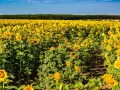 Vasto campo di girasole coltivazione sotto un cielo azzurro. I fiori gialli brillano al sole, creando un paesaggio mozzafiato.