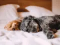 Hotel dla psa: Jak wybrać najlepszy azyl dla pupila? Poradnik