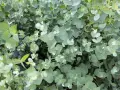 Ein dichter Bewuchs von Eukalyptusblättern, ideal um Eukalyptus im Garten zu kombinieren. Kleine Wassertropfen glänzen auf den runden, silbrig-grünen Blättern.