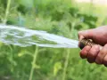 Dłoń trzyma wąż ogrodowy, z którego tryska strumień wody. Trwa podlewanie trawnika, a zielone tło sugeruje ogród.
