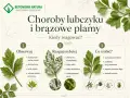 Choroby lubczyku: brązowe plamy, biały nalot, lepka wydzielina. Porady, jak reagować na choroby lubczyku i dbać o zdrowe rośliny.