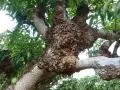 Tronco de árbol con tumores. ¿Cómo curar un cerezo enfermo? Las ramas muestran crecimientos anormales y corteza rugosa.