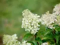 Vackra, ljusa klasar av hortensia utomhus mot en suddig grön bakgrund. En sommaräng i Sverige.