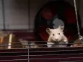 Jasny chomik syryjski o beżowym futerku wygląda zza prętów klatki. W tle kołowrotek.