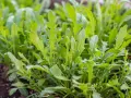 Frischer Rucola wächst dicht im Beet, bereit zum Rucola ernten. Die grünen Blätter sind leicht gezackt und versprechen würzigen Geschmack.