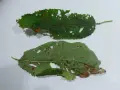 Foglie di ciliegio con macchie e fori, segni di corineo.