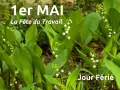 Muguet en fleurs, symbole de la tradition du 1er mai, la Fête du Travail. Jour férié.