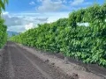 Filari di alberi di ciliegio rigogliosi in un frutteto, con terreno lavorato e sistema di irrigazione. La concimazione ciliegio è fondamentale per questa crescita.