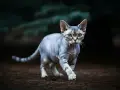 Jak długo żyje Devon Rex? Fakty, które mogą Cię zaskoczyć