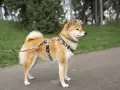 Pies rasy shiba inu w ozdobnej obroży i smyczy stoi na ścieżce w parku, otoczony zielenią.