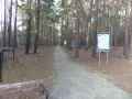 Ścieżka w lesie, pełna jesiennych liści, prowadzi przez sosnowy las. W oddali widać siłownię plenerową i ławkę. To idealne miejsce na spacer w sokolniki las.