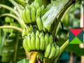 Zielony bananowiec kwiat z kiścią niedojrzałych bananów.