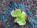 Piccola piantina di lattuga circondata da granuli blu di lumachicida metaldeide per proteggerla dai molluschi.