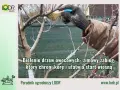 Rękawica w białej farbie maluje pień drzewa. Bielenie drzew owocowych to zimowy zabieg ochronny.