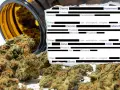 Dr ansay: privatrezept oder kassenrezept für medizinisches cannabis?