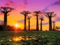 Zachód słońca na Madagaskarze. Aleja Baobabów w purpurowo-pomarańczowym niebie, z odbiciem słońca w wodzie.