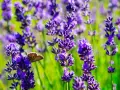 A butterfly rests on a lavender stalk, showcasing the beauty of how to plant lavender for a vibrant garden.