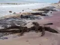 Korzenie martwego lasu na piaszczystej plaży, fale obmywają kamienie.