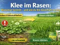 Klee im Rasen: Ein Feld mit viel Klee und einem Warnsymbol links, daneben ein dichter, grüner Rasen mit Daumen hoch rechts. Pfeile zeigen den Übergang.