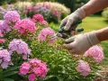 Hände mit Handschuhen schneiden pinke Phlox-Blüten mit einer Gartenschere.