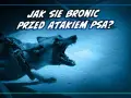 Jak bronić się przed psem? Unikaj ataku, działaj w kryzysie!