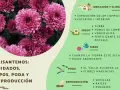 Crisantemos: cuidados, tipos, poda y reproducción. Guía para cultivar estas flores.