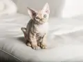 Devon Rex a Sfinks: Kluczowe różnice i podobieństwa w pielęgnacji