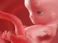 Płód w 9 tygodniu ciąży, który to miesiąc rozwoju. Widać już wykształcone paluszki u rąk i stóp.