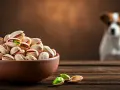 Czy pies może jeść pistacje? Ryzyko i bezpieczne alternatywy
