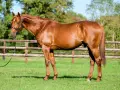 Un magnifique cheval bai, tel un dollar du rouet, se tient fièrement dans un pré verdoyant, une clôture en bois en arrière-plan.