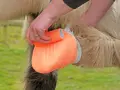 Main d'un soigneur appliquant un bandage orange sur le sabot d'un cheval, peut-être pour soigner un abcès au glome.
