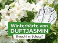 Weiße Blüten des Duftjasmin, daneben ein Kreis mit winterhartem Astwerk im Schnee. Braucht er Schutz?