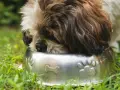 Shih Tzu szczeniak: Jak karmić, by rósł zdrowo? Poradnik eksperta