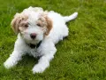 Uroczy szczeniak lagotto romagnolo leży na trawie. Zastanawiasz się nad lagotto romagnolo cena?