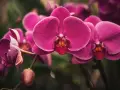 Orquídeas fucsia vibrantes, un recordatorio visual de cómo regar una orquídea para mantener su belleza.