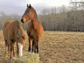 Deux chevaux bruns se tiennent dans un pré. L'un mange du foin, l'autre regarde au loin. Le sexe des chevaux n'est pas visible.