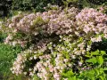 En frodig paradisbuske blommar med tusentals små, ljusrosa blommor. En riktig dröm i trädgården.