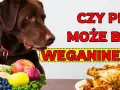 Czy pies może jeść wędzone mięso? Poznaj ukryte ryzyka zdrowotne