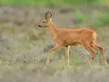 Un chevreuil adulte, au pelage roux, traverse un champ d'herbes sèches, ses petites cornes dressées.