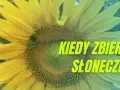 Kiedy jest sezon na słoneczniki? Poznaj najlepszy czas na zbiór