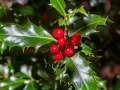 Ramitas de acebo con bayas rojas brillantes y hojas verdes dentadas, evocando la magia del acebo y el muérdago en invierno.