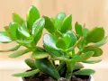 Planta de árbol de jade, conocida por su significado de buena suerte y prosperidad. Sus hojas verdes y carnosas, con bordes rojizos, brillan sobre un fondo de madera.
