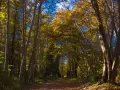 Rezerwat przyrody Las Bielański: Tajemnice natury i unikalna fauna