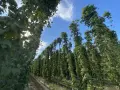 Filari di piante di luppolo in piena coltivazione, con le chiome verdi che si innalzano verso il cielo azzurro.