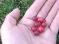 Kiedy jest sezon na żurawinę i jak go nie przegapić?