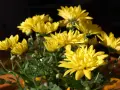 En bukett med solgula krysantemum ute, med mörk bakgrund. Blommorna lyser upp i solljuset.