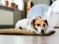 Czym zastąpić kołnierz dla psa? Komfortowe alternatywy po zabiegu