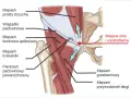 Anatomia pachwiny z zaznaczonym miejscem bólu i uszkodzenia, gdzie mięsień przywodziciel długi może być narażony.