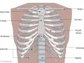 Anatomia klatki piersiowej: mostek, żebra (prawdziwe, fałszywe, wolne), chrząstki żebrowe, obojczyk i kręgosłup.