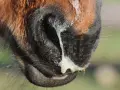 Museau d'un cheval brun avec un écoulement nasal épais et jaune, possiblement lié à la leptospirose cheval.